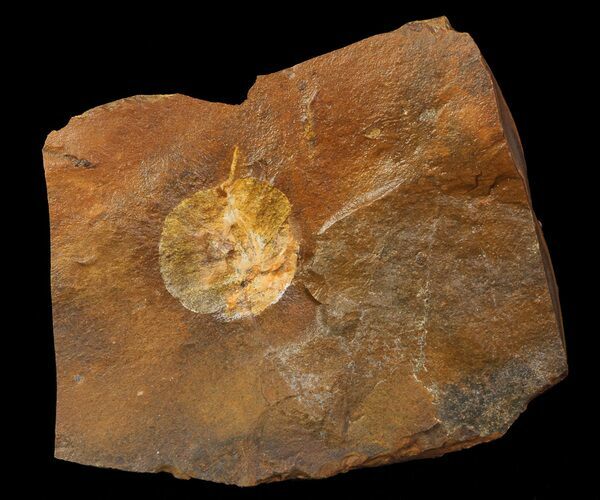 Unidentified Fossil Fruit From North Dakota - Paleocene #65838